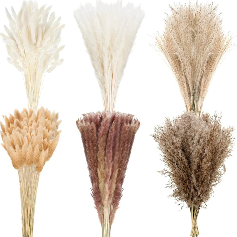 Natural Dried Bunny Tail Grass Flowers